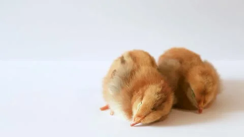 Two cute little red chickens sleep sweetly on a white background Stock Footage 314709757