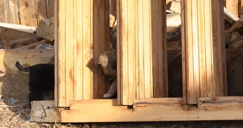 Two Cute Little Stray Mongrel Puppy Playing Together Stock-Footage 104198063