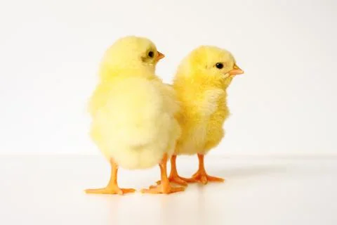 Two cute little tiny newborn yellow baby chicks on white background Stock Photos