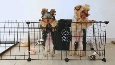 Two cute little Yorkshire terriers want to get out of paddock. They are looking Stock Footage 226636372