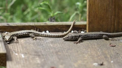 Two cute lizards basking in the sun. 動画素材 237926790