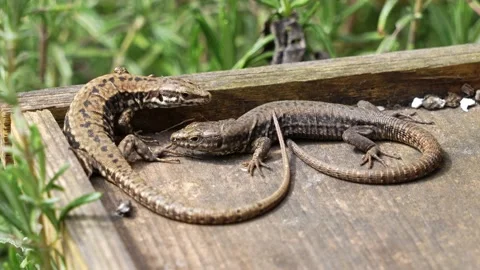 Two cute lizards basking in the sun. 動画素材 237926819