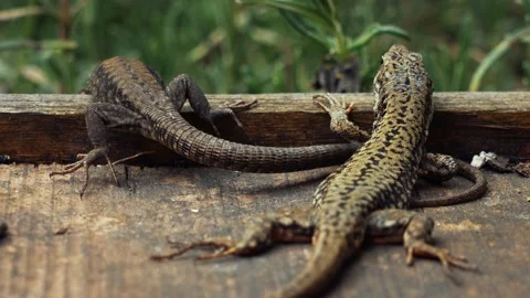 Two cute lizards basking in the sun. Stock Footage 237927553