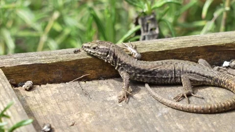 Two cute lizards basking in the sun. 動画素材 237927717