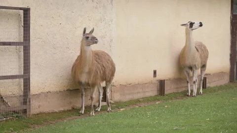 Two cute llamas are staying and looking interesting 스톡 동영상 142767512