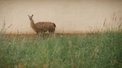Two cute llamas are walking 스톡 동영상 142767344
