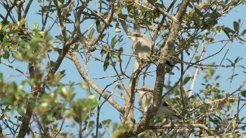 Two cute loggerhead shrike baby birds waiting for parent in Orlando Florida Stock Footage 128934422