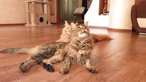 Two cute Maine Coon kittens lying on the floor Stock Footage 284953951