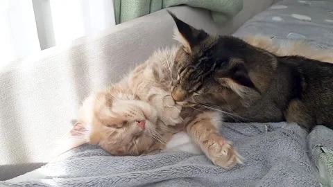 Two cute Maine Coon kittens lie on a gray fleece blanket in the sun&amp;#039;s rays Stock Footage 335392452