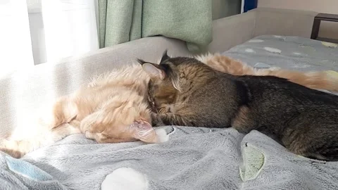 Two cute Maine Coon kittens lie on a gray fleece blanket in the sun&amp;#039;s rays Stock Footage 335392453