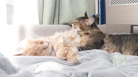 Two cute Maine Coon kittens lie on a gray fleece blanket in the sun&amp;#039;s rays Stock Footage 335392463