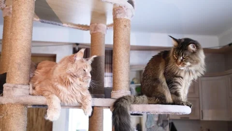 Two cute Maine Coons - a red tabby and a gray tabby Stock Footage 328994047