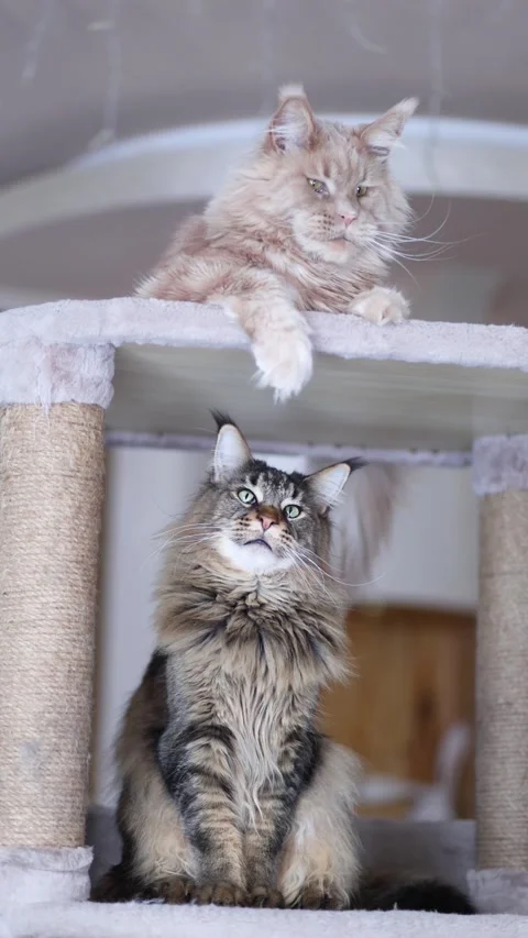 Two cute Maine Coons - a red tabby and a gray tabby Stock Footage 328994308