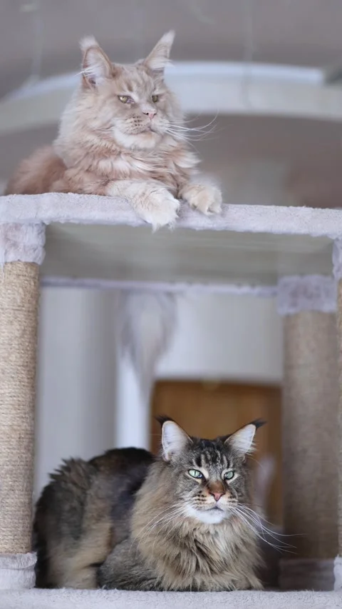 Two cute Maine Coons - a red tabby and a gray tabby Stock Footage 328994316