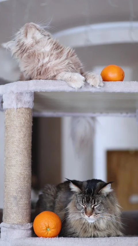 Two cute Maine Coons relax on a play cat stand with oranges Stock Footage 328994317