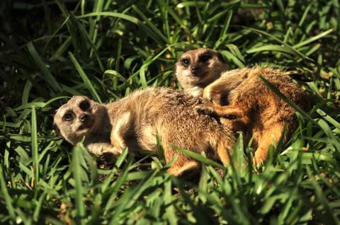 Two cute meerkats in the grass E Stock Photos