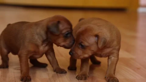 Two cute mini pinscher puppies. Adorable baby dogs. Small pets 動画素材 186560857