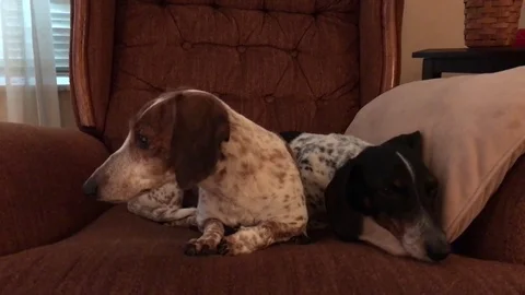 Two cute mixed dachshund dogs lying on a couch Stock Footage 77484361
