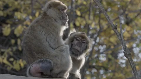 Two Cute Monkeys Sitting On The Rock, Monkeys In The Zoo Stock Footage 165161823