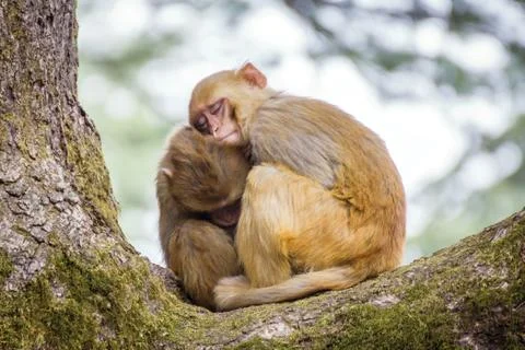 Two cute monkeys sleeping on each other Stock Photos