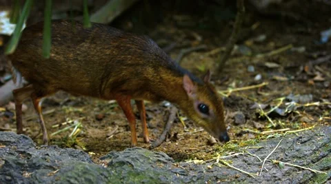 Two Cute Mouse Deer Foraging at the Zoo. Footage 1920x1080 Video stock 66777588
