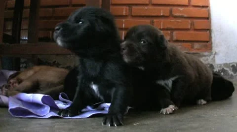 Two Cute Newborn Puppies Cuddle And Fall Asleep 스톡 동영상 12586502