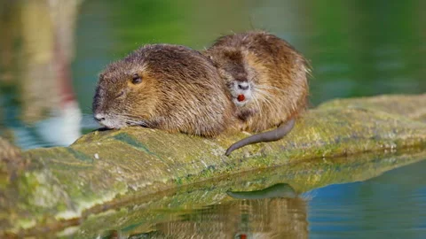 Two cute nutria sitting on a log cleaning themselves against the backdrop of a Stock Footage 311937861