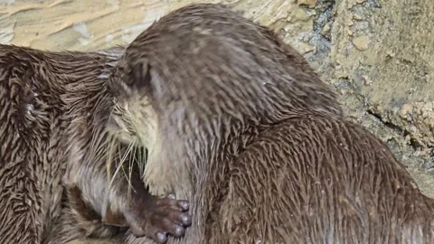 Two cute otters grooming each other in their natural habitat Stock-Footage 339305823