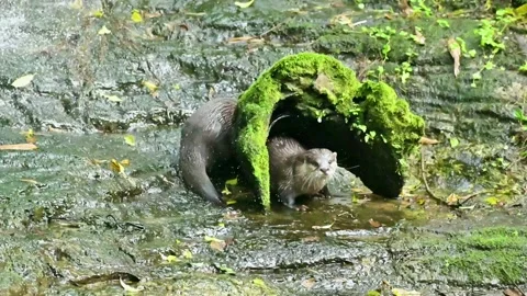 Two cute otters playing together Video stock 203188990