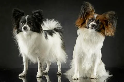 Two cute papillon sitting  in dark photo studio Stock Photos