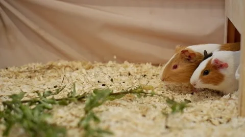 Two cute pet guinea pigs eating grass 動画素材 337032507