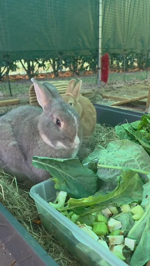 Two Cute Pet Rabbits Eating Fresh Vegetables Together Vidéo 344922015