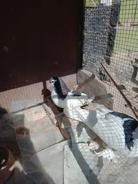 Two cute pigeons in one cage Stock Photos