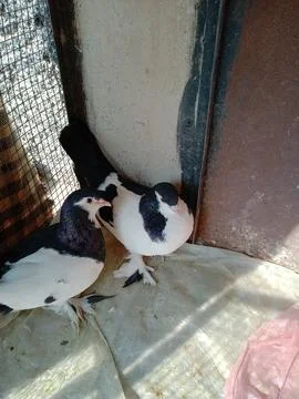 Two cute pigeons Stock Photos