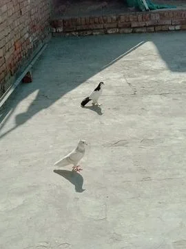 Two cute pigeons in sunlight Stock Photos
