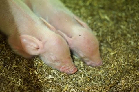 Two cute piglets sleeping together. Stock Photos