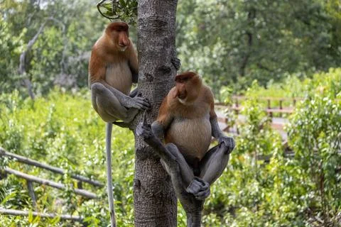 Two cute Proboscis Monkey in Borneo rainforest Sandakan Malaysia Stock Photos