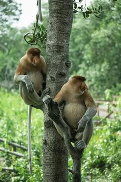 Two cute Proboscis Monkey in Borneo rainforest Sandakan Malaysia Stock Photos