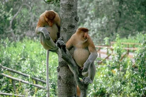 Two cute Proboscis Monkey in Borneo rainforest Sandakan Malaysia Foto stock