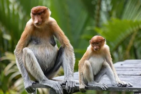 Two cute Proboscis Monkey in Borneo rainforest Sandakan Malaysia Stock Photos