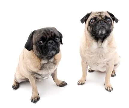 Two Cute Pugs Stock Photos