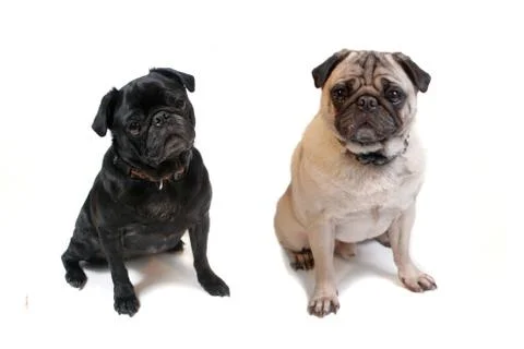 Two cute pugs Stock Photos