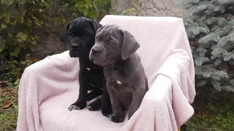 Two cute puppies Cane Corso sit in a chair on a pink bedspread in the garden Stock Footage 167884833