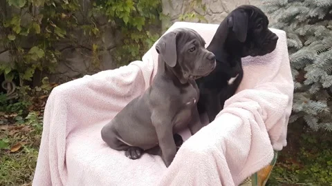 Two cute puppies Cane Corso sit in a chair on a pink bedspread in the garden Stock Footage 167884839