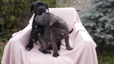 Two cute puppies Cane Corso sit in a chair on a pink bedspread in the garden Stock Footage 167884840