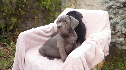 Two cute puppies Cane Corso sit in a chair on a pink bedspread in the garden Stock Footage 167884843