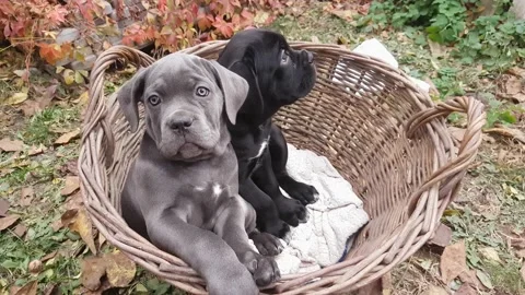 Two cute puppies Cane Corso Stock Footage 167885029