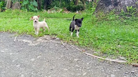 Two cute puppies Stock Footage 321669987