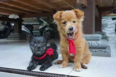 Two cute puppies Stock Photos