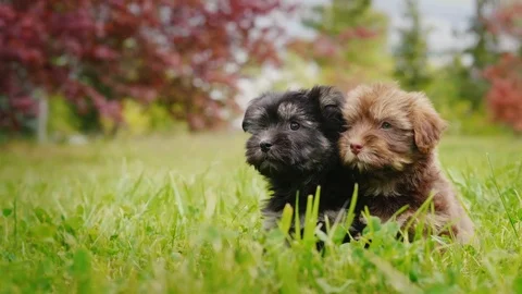 Two cute puppies sitting side by side on a green lawn, looking at the camera Stock Footage 81785610